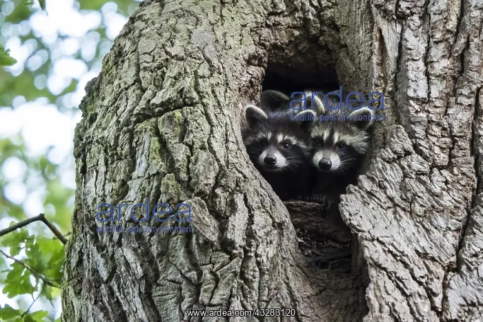 : Two (Procyon lotor), young animals, looking out : Two (Procyon lotor), young animals, looking out