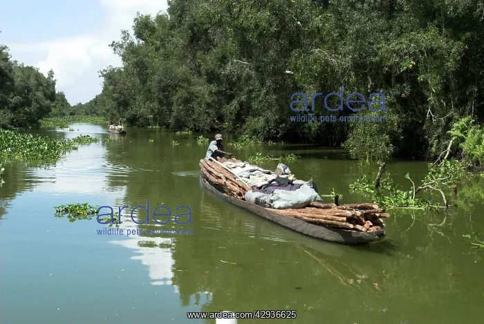 : Produce being transported on the river, by dugout : Produce being transported on the river, by dugout