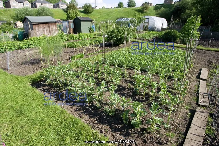 : Productive allotment gardens : Productive allotment gardens