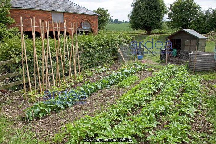 : Productive vegetable plot with stick beans potatos : Productive vegetable plot with stick beans potatos