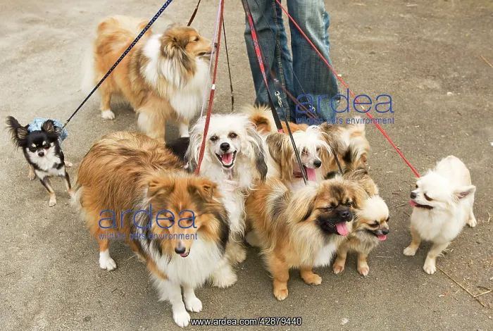 : Professional Dog Walker - with nine dogs : Professional Dog Walker - with nine dogs