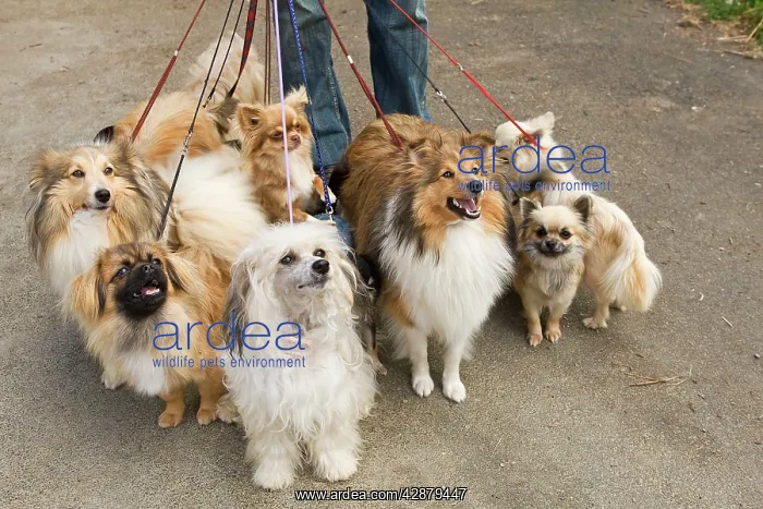 : Professional Dog Walker - with group of dogs on leads : Professional Dog Walker - with group of dogs on leads