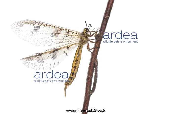  : Profile of antlion (Palpares libelluloides) resting