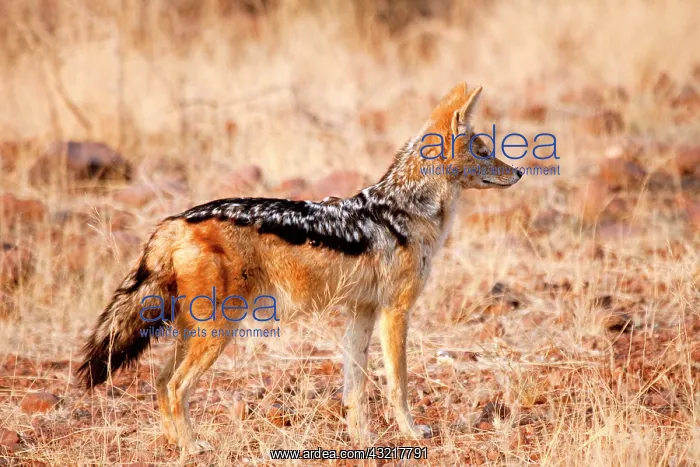 : Profile of black-backed jackal (Canis mesomelas) : Profile of black-backed jackal (Canis mesomelas)