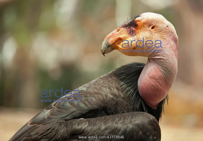 : Profile close-up of the endangered california condor : Profile close-up of the endangered california condor