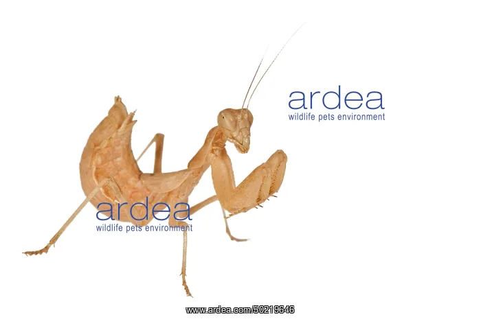 : Profile of a European Dwarf Mantis (Ameles spallanzania) on the white background : Profile of a European Dwarf Mantis (Ameles spallanzania) on the white background