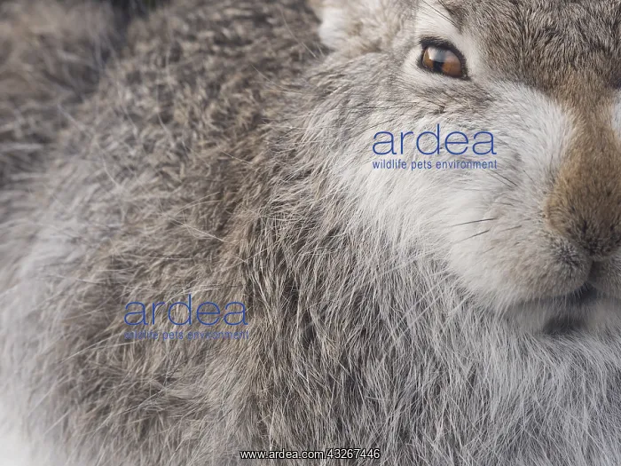 : A side profile of a Mountain Hare (Lepus timidus) : A side profile of a Mountain Hare (Lepus timidus)