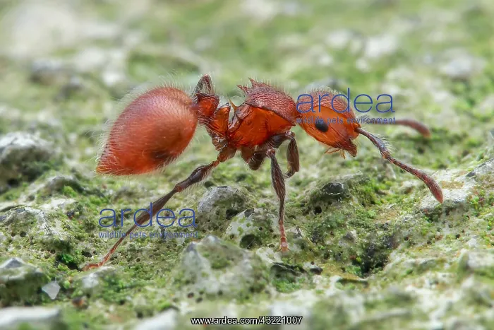 : Profile shot of ant (Meranoplus castaneus) : Profile shot of ant (Meranoplus castaneus)
