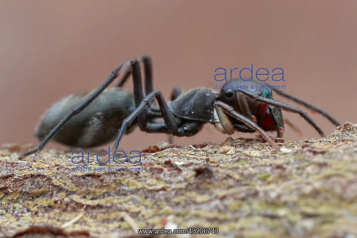 : Profile shot of a female ant-mimicking jumping spider : Profile shot of a female ant-mimicking jumping spider