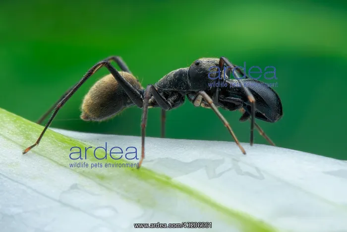  : Profile shot of a male ant-mimicking jumping spider