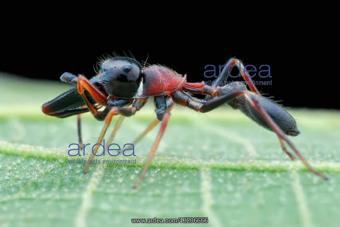 : Profile shot of a male ant-mimicking jumping spider : Profile shot of a male ant-mimicking jumping spider