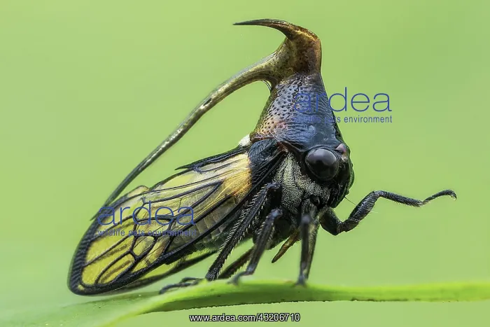: Profile shot of a treehopper (Leptobelus sp.) : Profile shot of a treehopper (Leptobelus sp.)