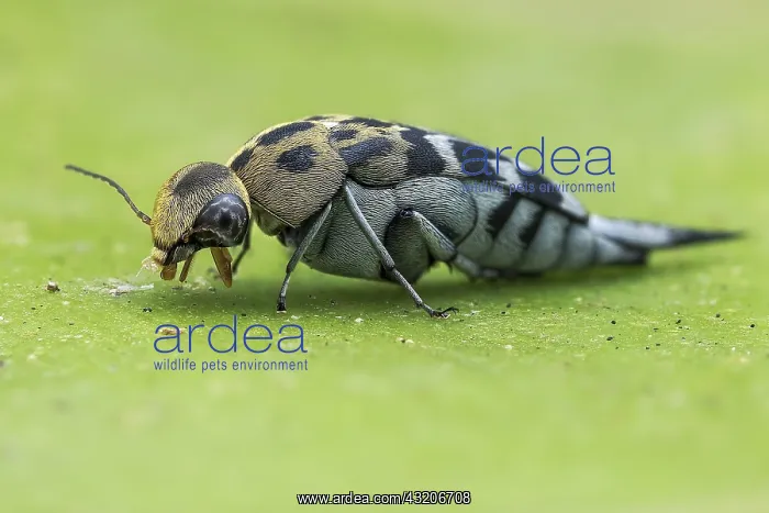 : Profile shot of a Tumbling flower beetle (Glipa : Profile shot of a Tumbling flower beetle (Glipa