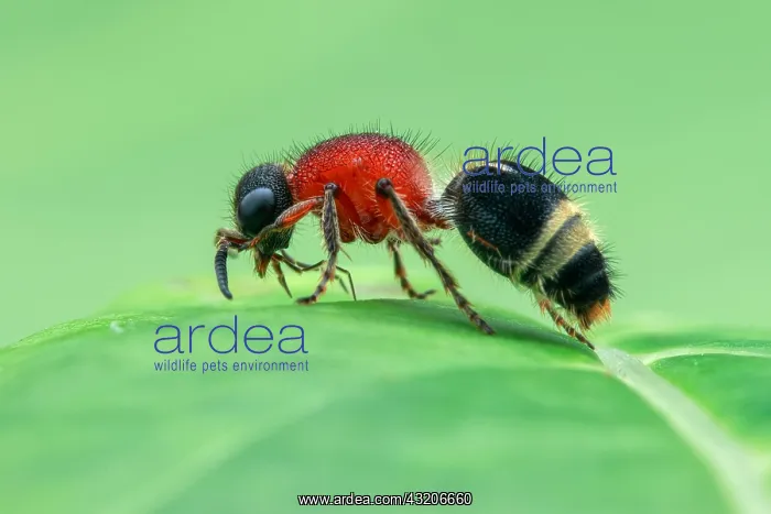 : Profile shot of a velvet ant or female wingless : Profile shot of a velvet ant or female wingless