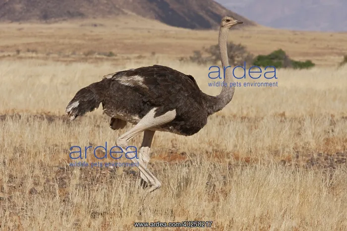 : Profile of walking ostrich, Namib Naukluft : Profile of walking ostrich, Namib Naukluft