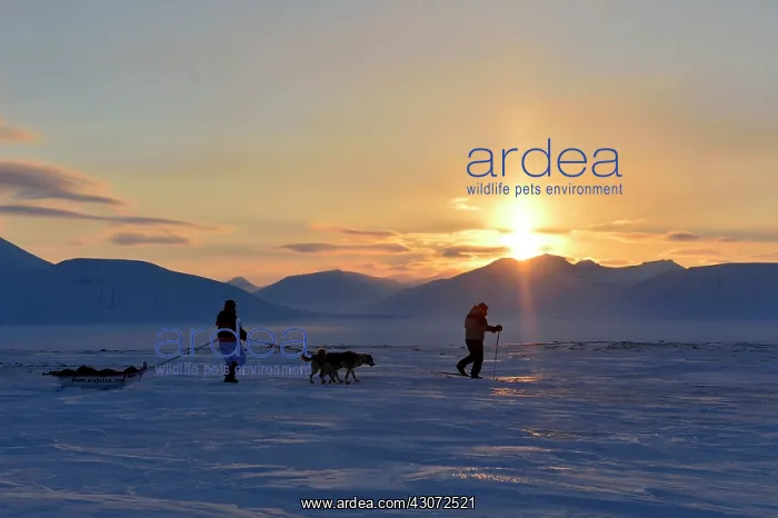 : Progression in Agardbukta (on the coast) : Progression in Agardbukta (on the coast)