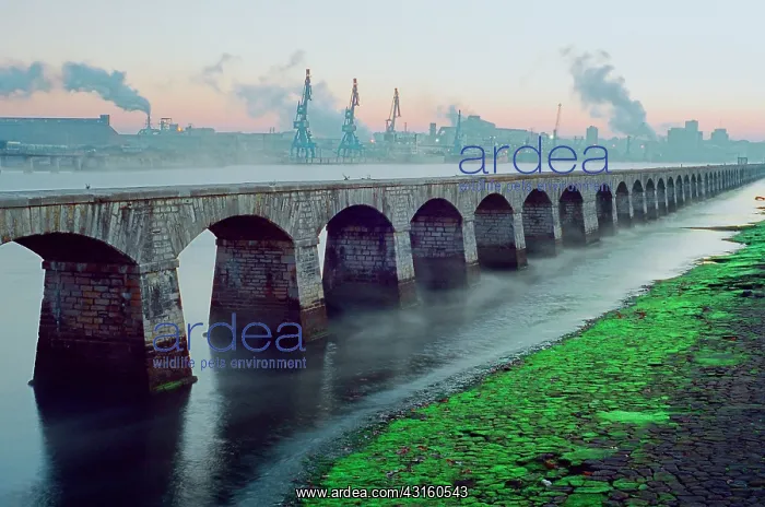 : Proliferation of green algae on the banks of the : Proliferation of green algae on the banks of the