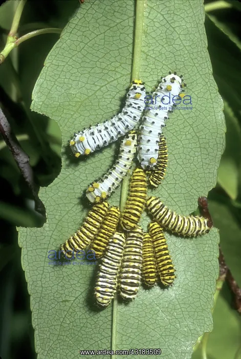 : Promethea Moth Larvae : Promethea Moth Larvae