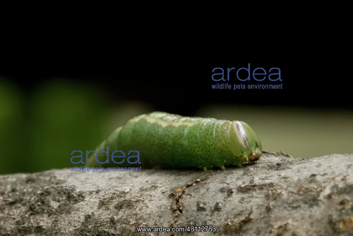 : Prominent Caterpillar : Prominent Caterpillar