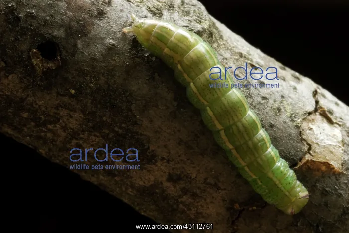 : Prominent Caterpillar : Prominent Caterpillar
