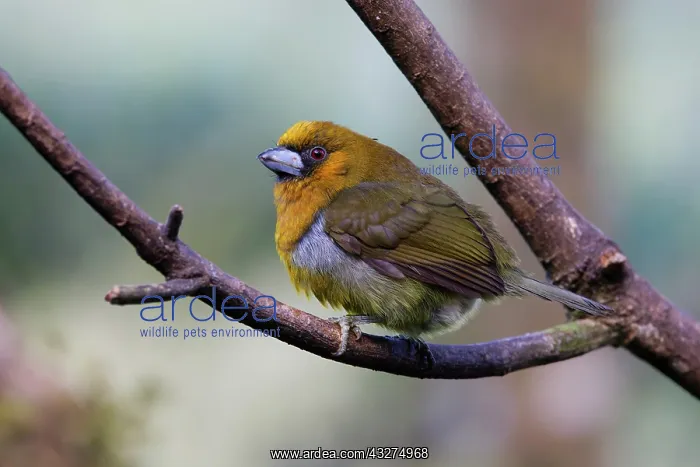: Prong-billed Barbet Semnornis frantzii Sarapiqui, Costa Rica : Prong-billed Barbet Semnornis frantzii Sarapiqui, Costa Rica