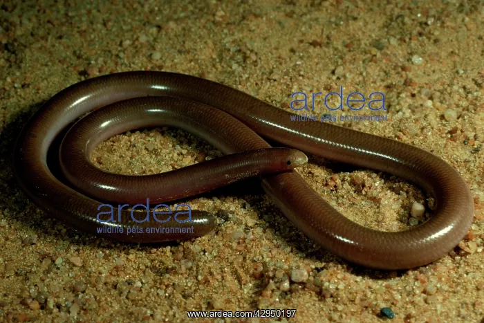 : Prong-snouted blind snake : Prong-snouted blind snake