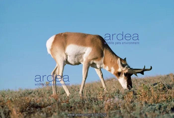 : Pronghorn : Pronghorn