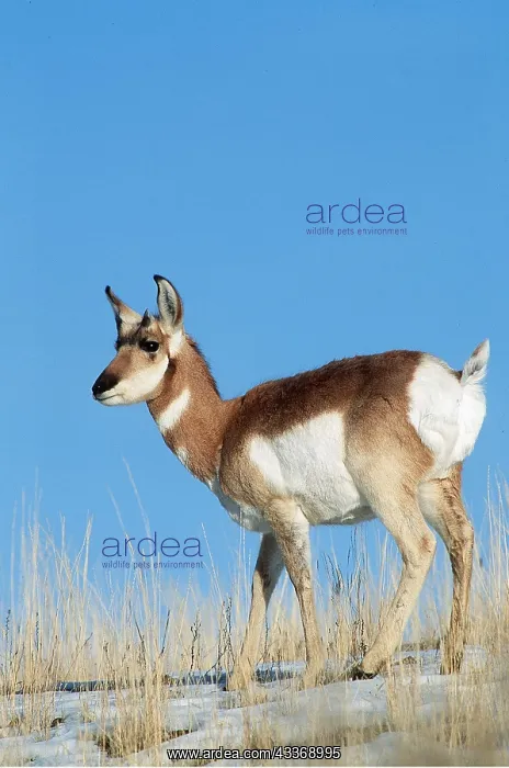 : PRONGHORN : PRONGHORN