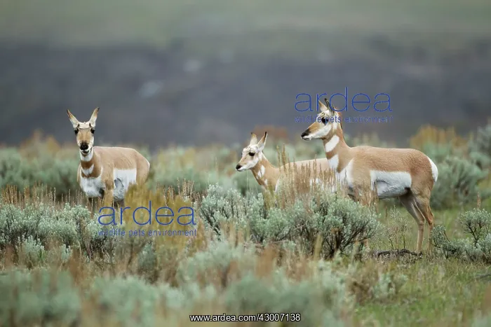: Pronghorn Antelope : Pronghorn Antelope