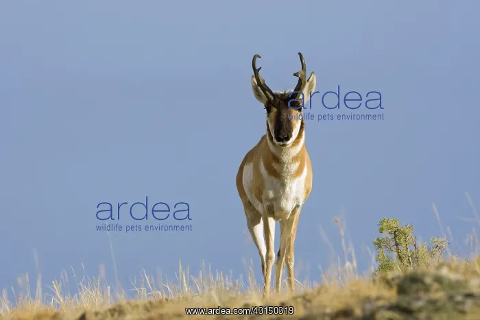 : Pronghorn Antelope : Pronghorn Antelope