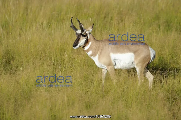 : Pronghorn Antelope : Pronghorn Antelope