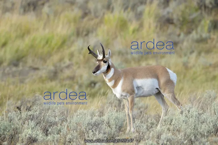 : Pronghorn Antelope : Pronghorn Antelope