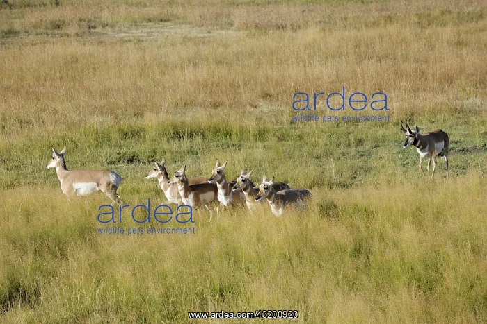 : Pronghorn Antelope : Pronghorn Antelope