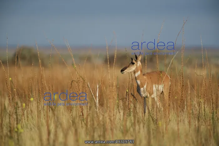 : Pronghorn Antelope : Pronghorn Antelope
