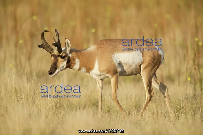 : Pronghorn Antelope : Pronghorn Antelope