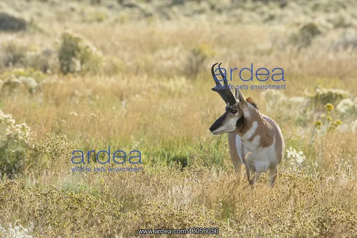 : Pronghorn Antelope (Antiloapra americana) buck : Pronghorn Antelope (Antiloapra americana) buck
