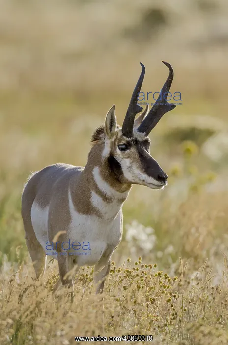 : Pronghorn Antelope (Antiloapra americana) buck : Pronghorn Antelope (Antiloapra americana) buck