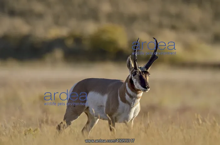 : Pronghorn Antelope (Antiloapra americana) buck : Pronghorn Antelope (Antiloapra americana) buck