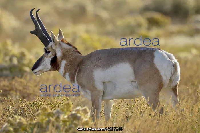 : Pronghorn Antelope (Antiloapra americana) buck : Pronghorn Antelope (Antiloapra americana) buck