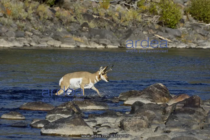 : Pronghorn Antelope (Antiloapra americana) buck fording : Pronghorn Antelope (Antiloapra americana) buck fording