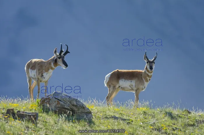 : Pronghorn Antelope (Antiloapra americana) bucks : Pronghorn Antelope (Antiloapra americana) bucks