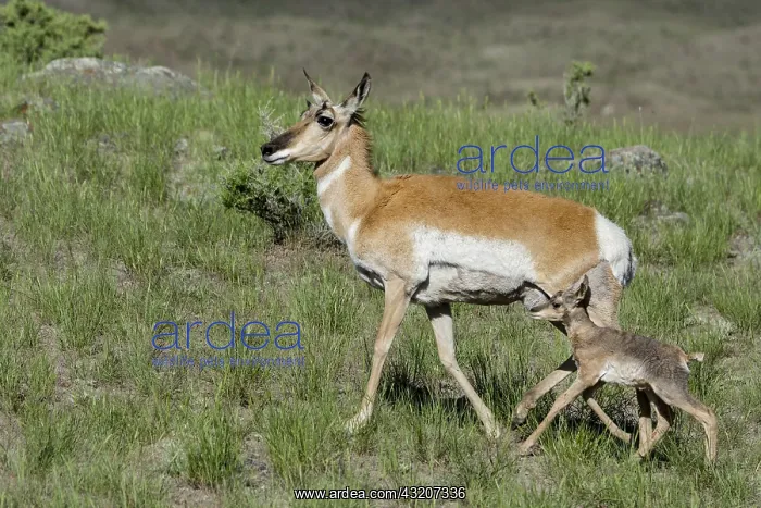: Pronghorn Antelope (Antiloapra americana) doe with : Pronghorn Antelope (Antiloapra americana) doe with