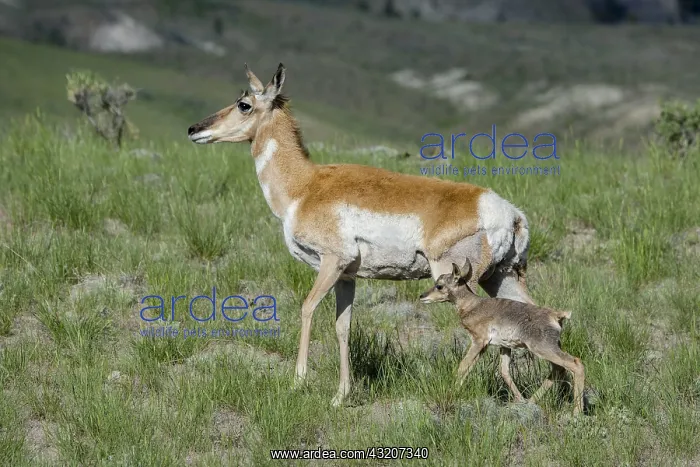 : Pronghorn Antelope (Antiloapra americana) doe with : Pronghorn Antelope (Antiloapra americana) doe with