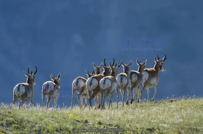: Pronghorn Antelope (Antiloapra americana) herd--mostly : Pronghorn Antelope (Antiloapra americana) herd--mostly