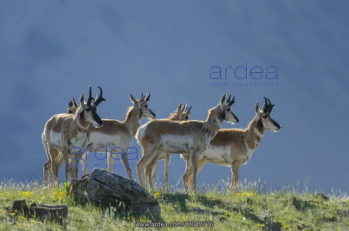 : Pronghorn Antelope (Antiloapra americana)--mostly : Pronghorn Antelope (Antiloapra americana)--mostly