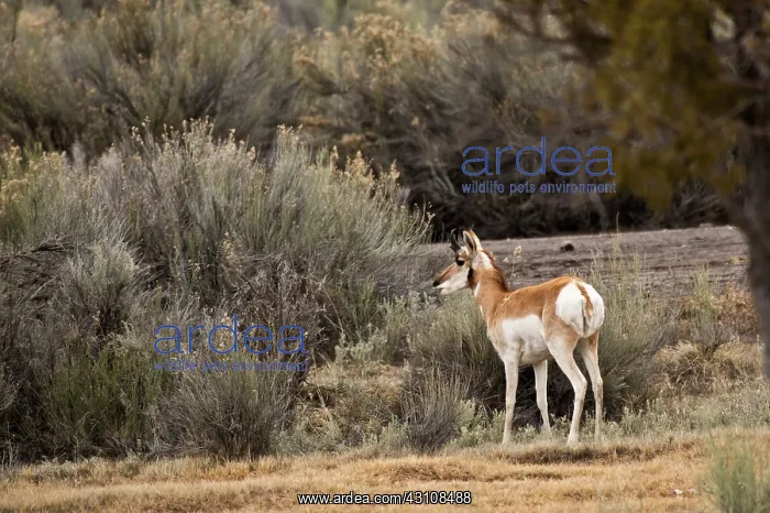 : Pronghorn Antelope (Antilocapra americana). Near : Pronghorn Antelope (Antilocapra americana). Near