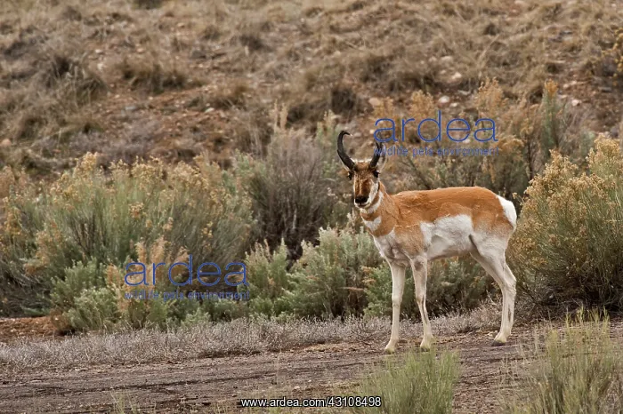 : Pronghorn Antelope (Antilocapra americana). Near : Pronghorn Antelope (Antilocapra americana). Near