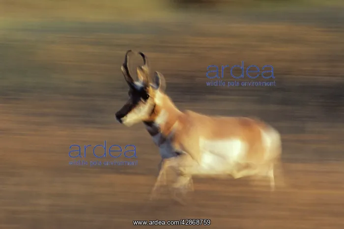 : Pronghorn Antelope - buck running through autumn : Pronghorn Antelope - buck running through autumn