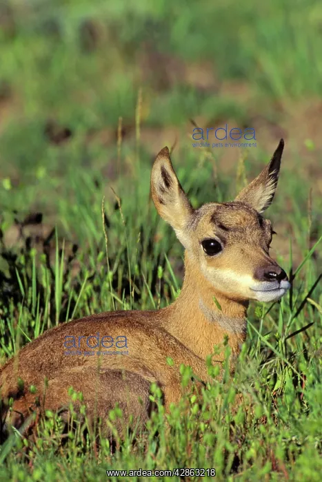 : Pronghorn ANTELOPE - fawn resting on prairie : Pronghorn ANTELOPE - fawn resting on prairie