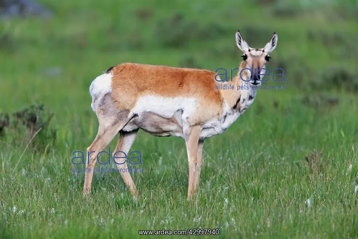 : Pronghorn Antelope - female - Lamar Valley Yellowstone : Pronghorn Antelope - female - Lamar Valley Yellowstone